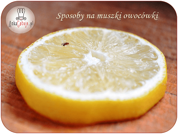 Sposoby na muszki owocówki
